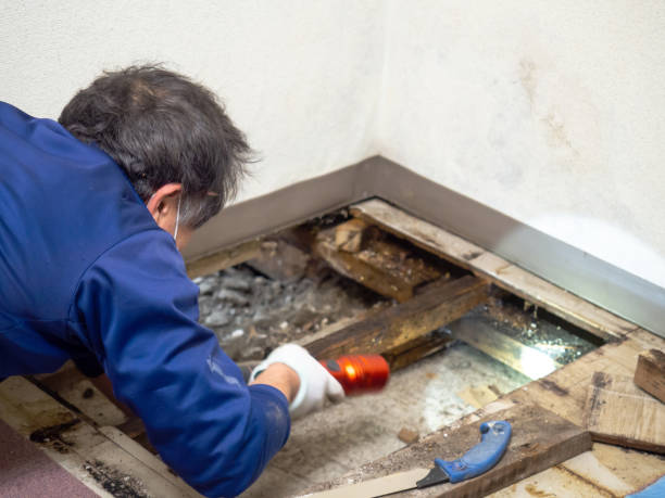 Best Same-Day Mold Removal  in Anson, TX