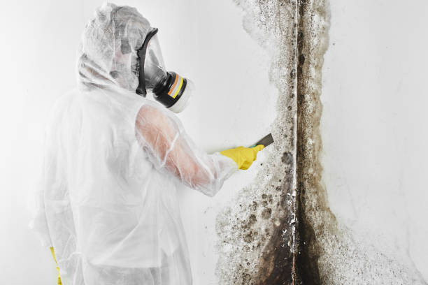 Best Emergency Mold Removal  in Anson, TX