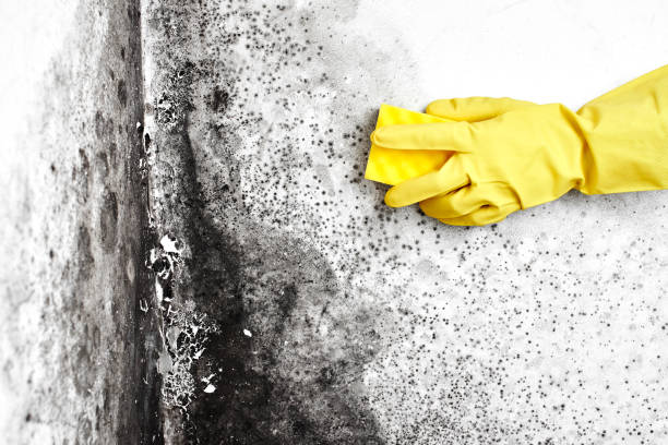Best Certified Mold Removal  in Anson, TX