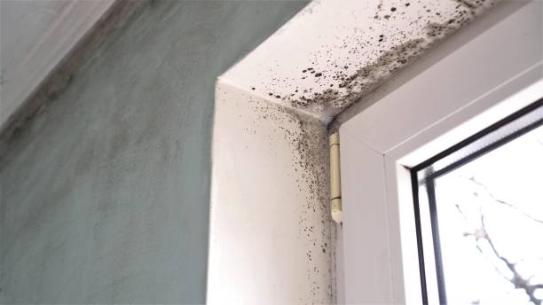 Best Mold Removal Company Near Me  in Anson, TX