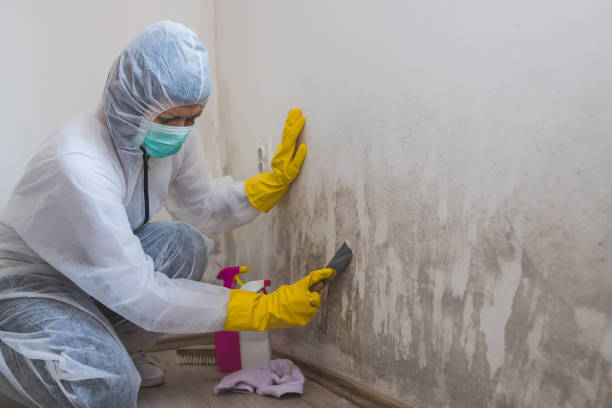 Professional Mold Removal in Anson, TX