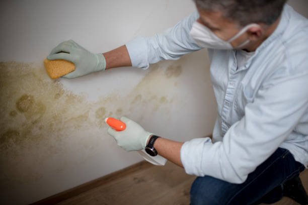 Best Mold Cleaning Services  in Anson, TX
