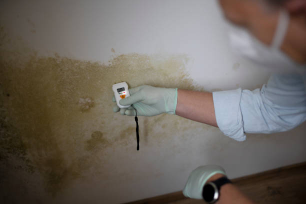 Best Same-Day Mold Removal  in Anson, TX