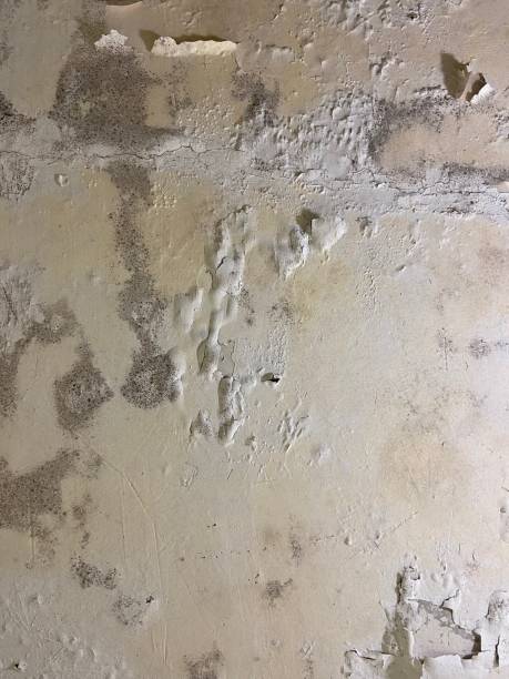 Best Mold Testing  in Anson, TX
