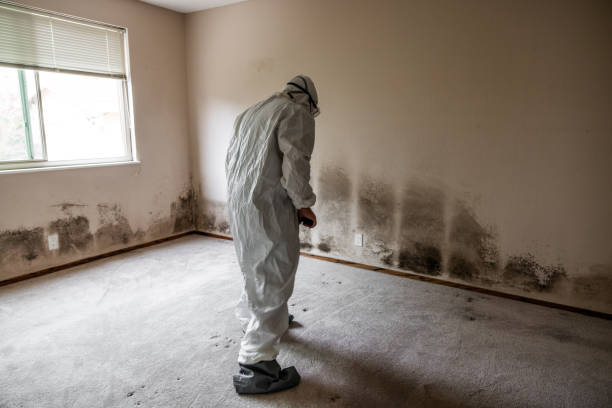 Best Professional Mold Removal  in Anson, TX