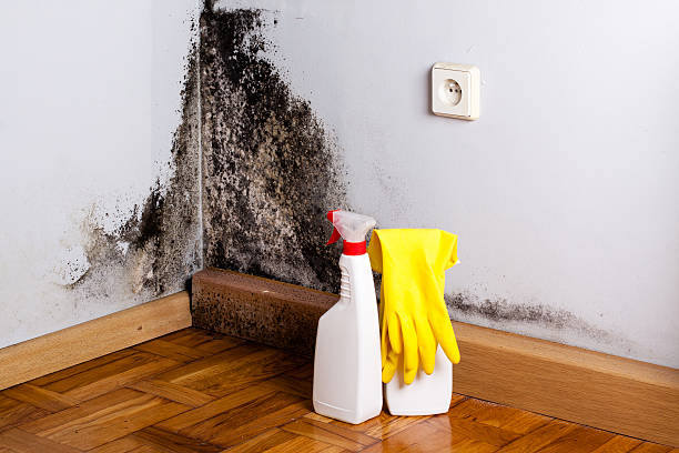 Best Mold Remediation  in Anson, TX