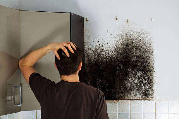 Best Mold Damage Repair  in Anson, TX