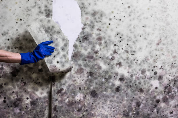 Best Home Mold Removal  in Anson, TX