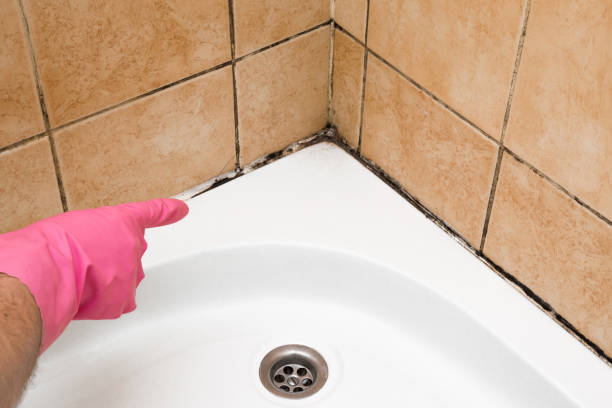 Crawl Space Mold Removal in Anson, TX